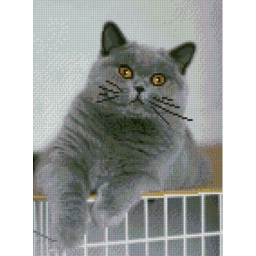 Алмазна картина HX177 "Цікавий котик", розміром 30х40 см кр